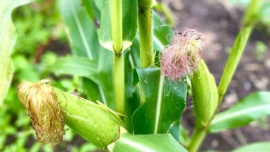 food security in Zimbabwe