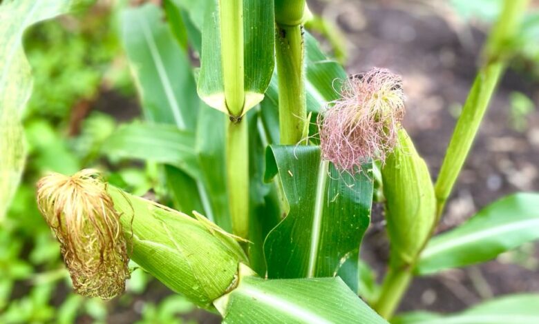 food security in Zimbabwe